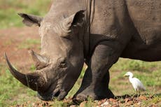 Los rinocerontes regresan a una llanura en el centro de Kenia después de varias décadas