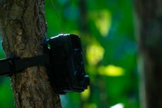Camboya instalará cientos de cámaras en la selva para recuperar su población de tigres