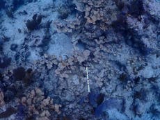 El agua de mar caliente mata a la mayor parte del coral cultivado en los cayos de Florida