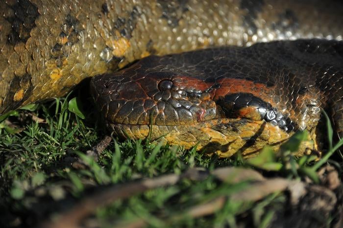 Una anaconda verde del Amazonas