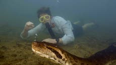 Hallan muerta a la serpiente más grande del mundo en el Amazonas