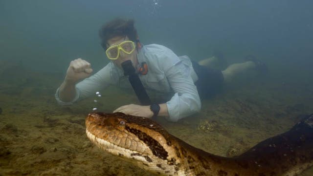 <p>Encuentran en el Amazonas la especie de anaconda más grande del mundo, que mide 7,9 m</p>