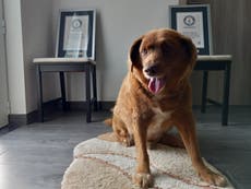 Guinness retira a perro el récord del "más viejo de la historia"