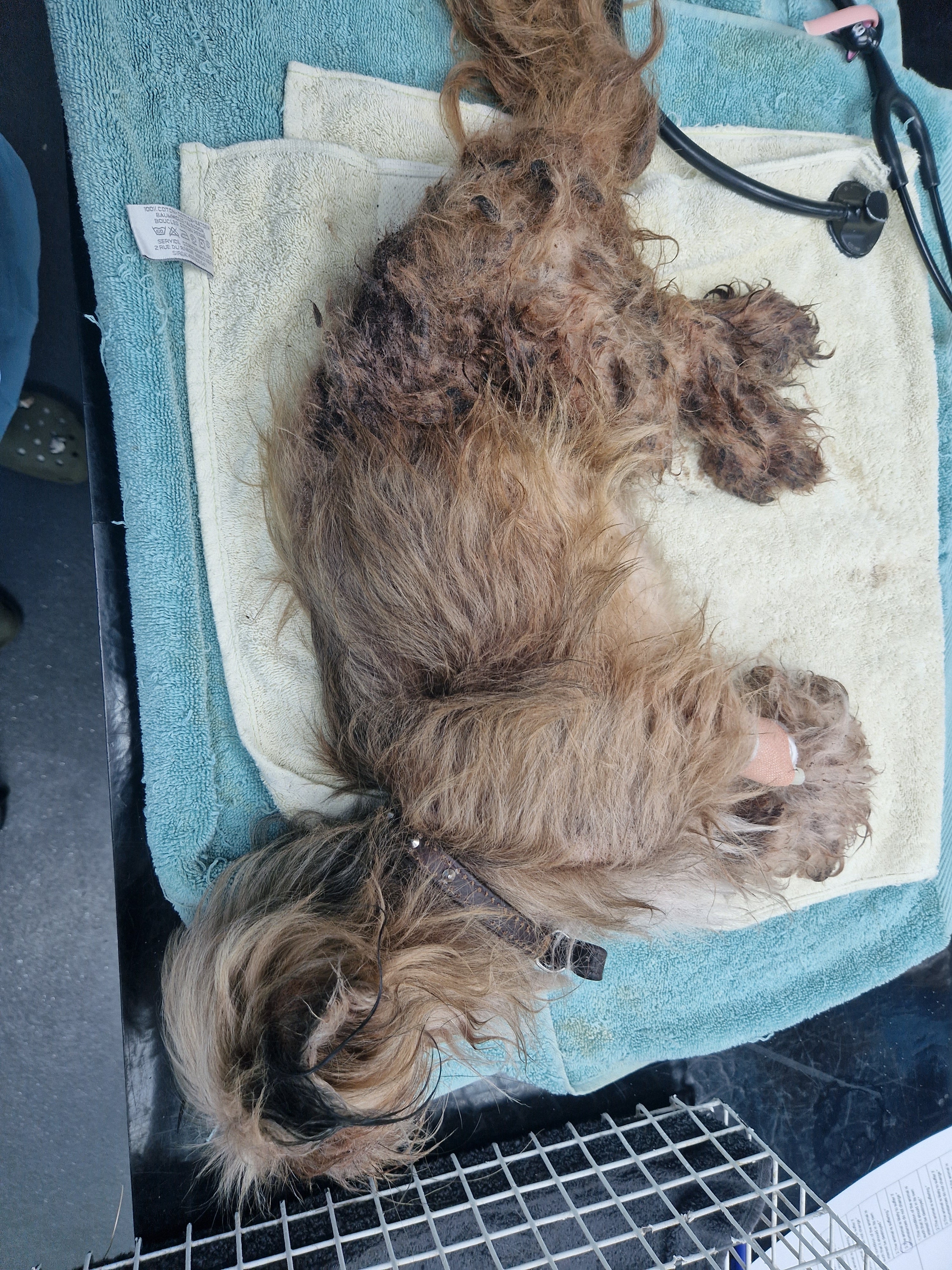 Chewie, un perro de raza Shih Tzu, llegó a tener una infestación de pulgas tras varios meses de abandono.