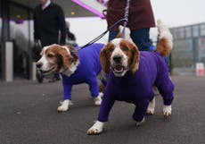 La mayoría considera a sus perros como sus hijos