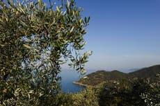 Italianos reducen consumo de aceite de oliva por subida de precios, según encuesta