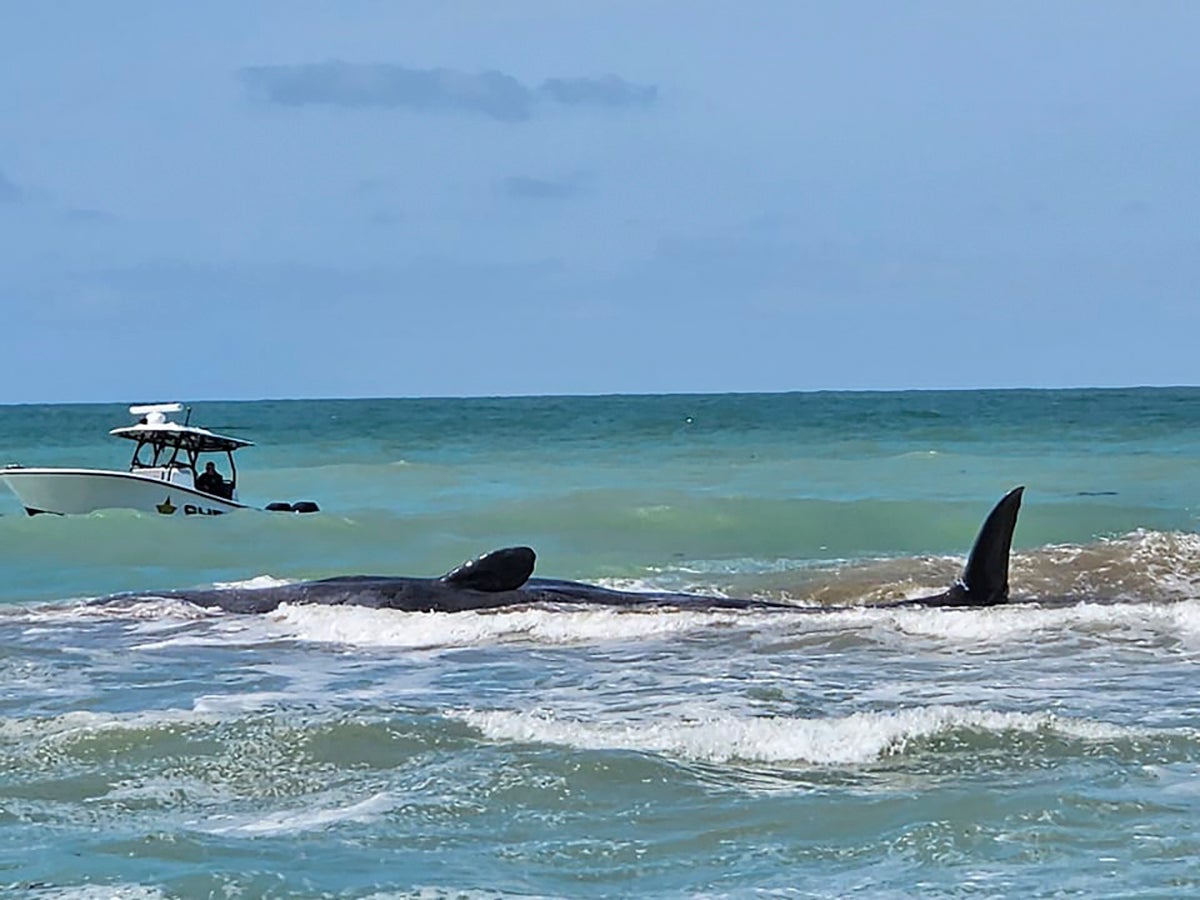 FLORIDA-BALLENA VARADA