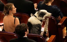 Messi el perro celebridad logró llegar a los Oscar
