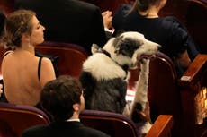 Messi el perro celebridad logró llegar a los Oscar