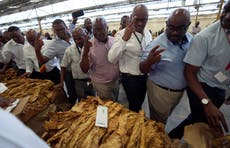 Zimbabue vaticina fuerte baja de cosecha de tabaco por fenómeno climático