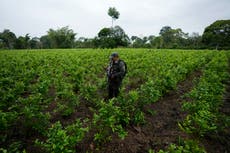Colombia reporta nuevo récord de cultivos de coca en 2023