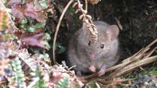 Ratones que se reproducen sin control en isla se alimentan de aves; planean exterminio