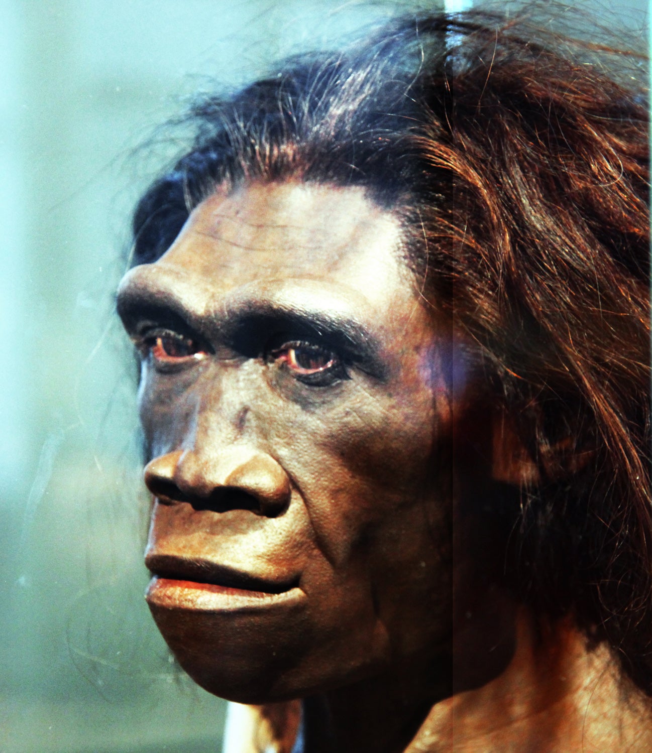 Recreación artística del Homo erectus, que se cree desarrolló el primer lenguaje primitivo de la humanidad hace 1,6 millones de años