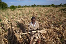 El hambre acecha a unos 20 millones de personas por la sequía en el sur de África