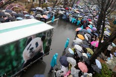 Surcoreanos dan emotiva despedida a su amada panda antes de partir a China