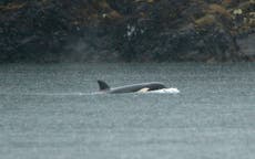 Cría de orca varada en laguna en Canadá será trasladada por aire hasta el océano, dicen rescatistas
