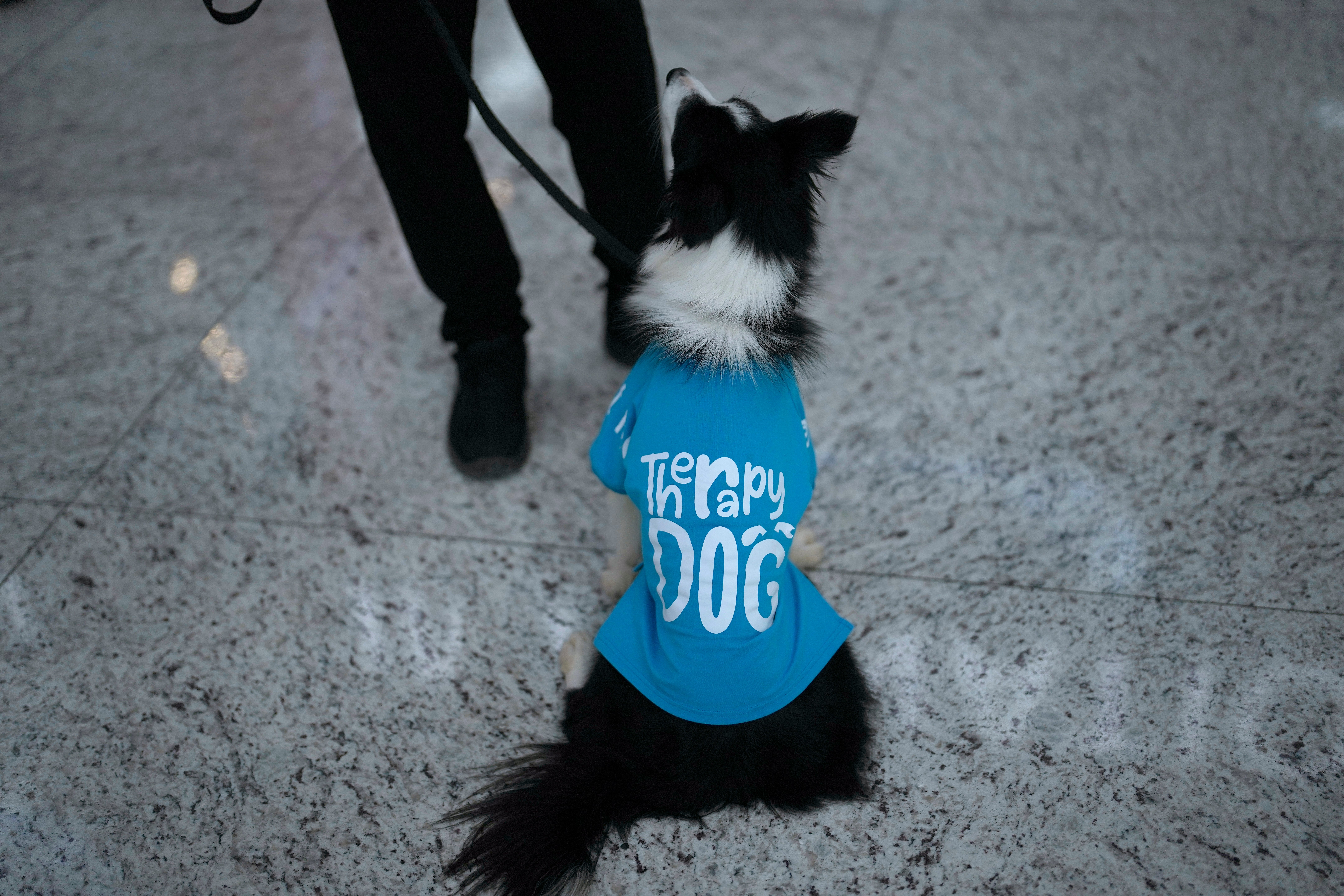 EUR-GEN TURQUÍA-AEROPUERTO PERROS