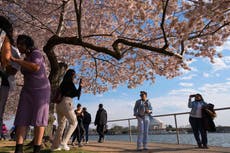 Japón regalará 250 cerezos nuevos a EEUU para reemplazar los cientos que serán talados por obras