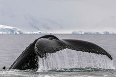 Científicos logran conversar con ballenas jorobadas