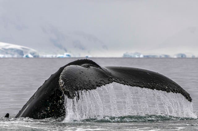 <p>La cola de una ballena jorobada es fotografiada saliendo a la superficie en el estrecho de Gerlache, ubicado entre el archipiélago Palmer y la península antártica, en el Polo Sur. 19 de enero de 2024</p>