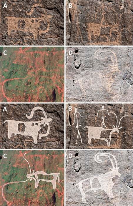 El arte rupestre de Umm Jirsan: ovejas, cabras, dos monigotes con herramientas en el cinturón, ganado y cabras salvajes con cuernos estriados y manchas en el pelaje