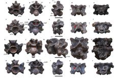 Antigua serpiente de India pudo haber sido más larga que un autobús y pesar una tonelada