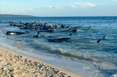 Docenas de ballenas piloto quedan varadas en la costa occidental de Australia