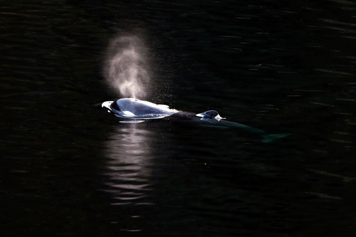 A baby killer whale swims out of a Canadian lake where it has been trapped for more than a month