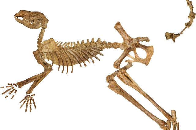 <p>Fósil del canguro gigante Protemnodon viator, hallado en el lago Callabonna</p>