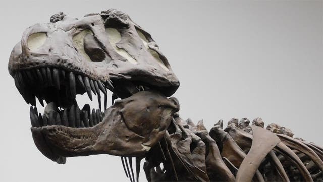 <p>Réplica del esqueleto de un <em>Tiranosaurio rex </em>en el Museo Senckenberg de Fráncfort (Alemania)</p>