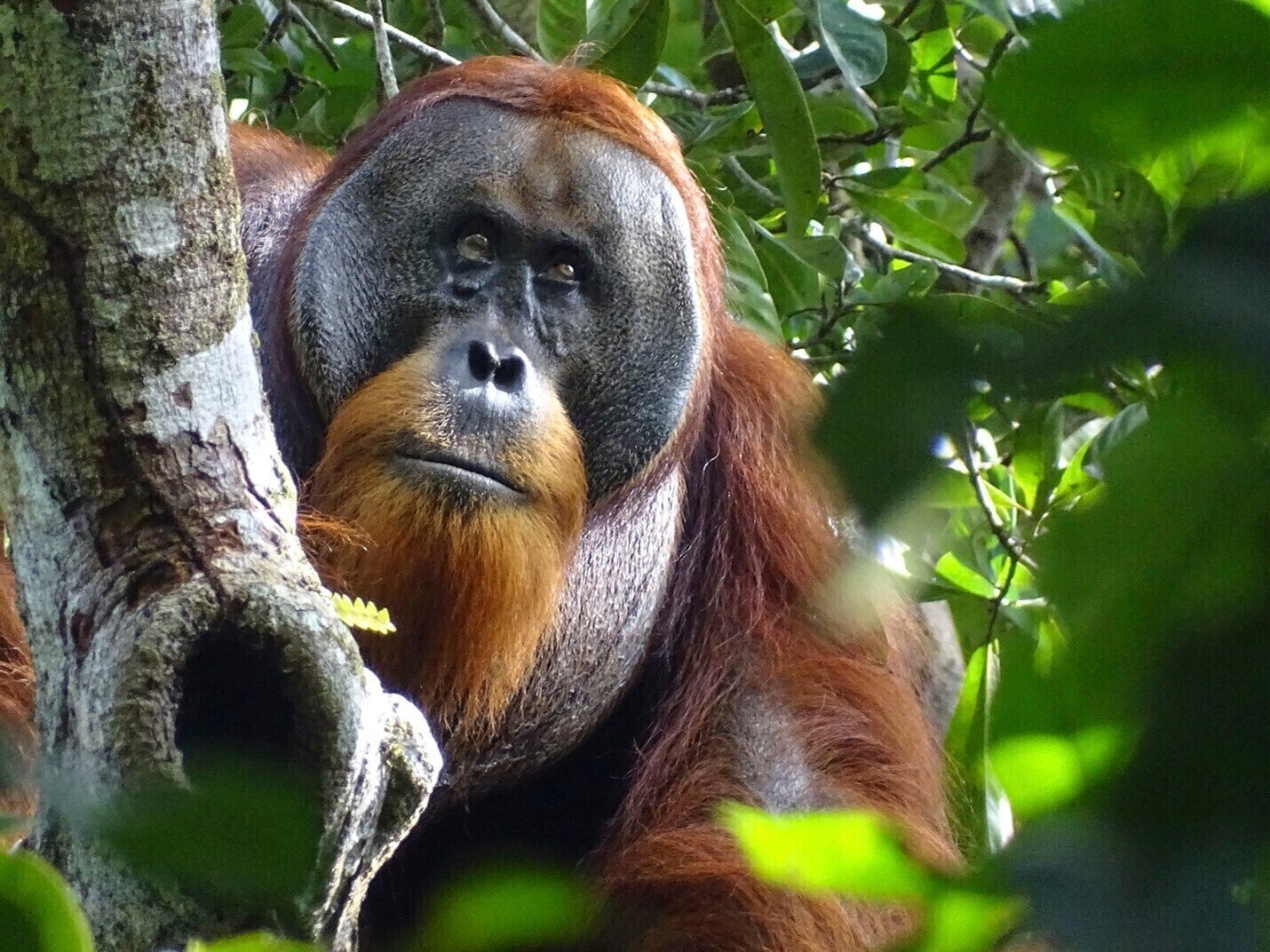 ORANGUTAN AUTOMEDICACION