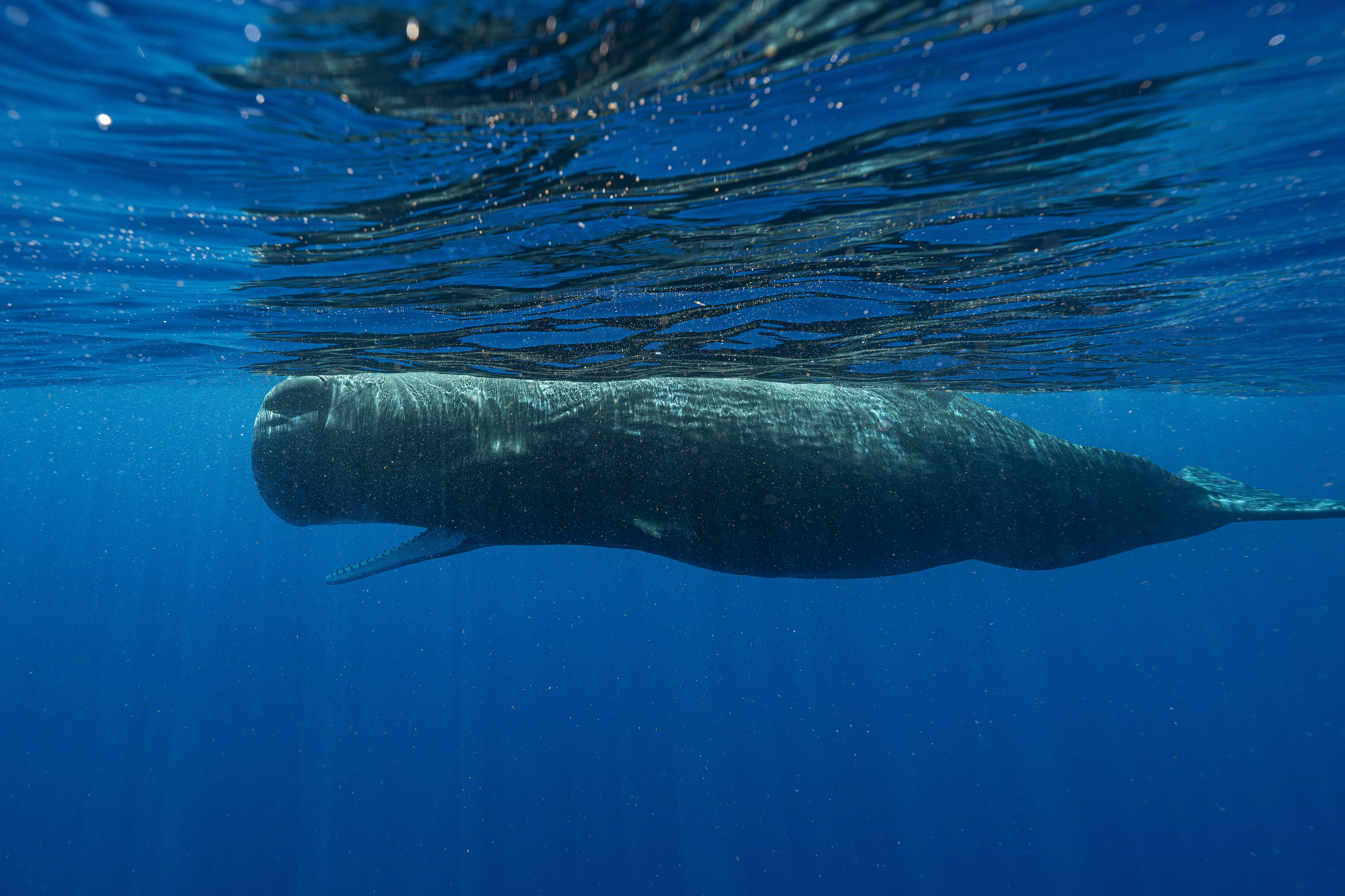 COMUNICACION ENTRE BALLENAS