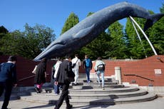 Japón propone añadir otra especie a sus normas de caza comercial de ballenas
