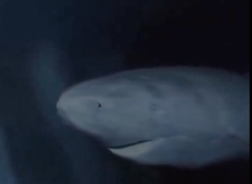Así luce el tiburón de Groenlandia de 392 años que navega las profundidades del mar