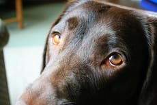 ¿Cómo se comunican los perros a través de sus expresiones faciales?