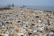 Los plásticos dejan sustancias químicas nocivas en el estómago de las aves marinas