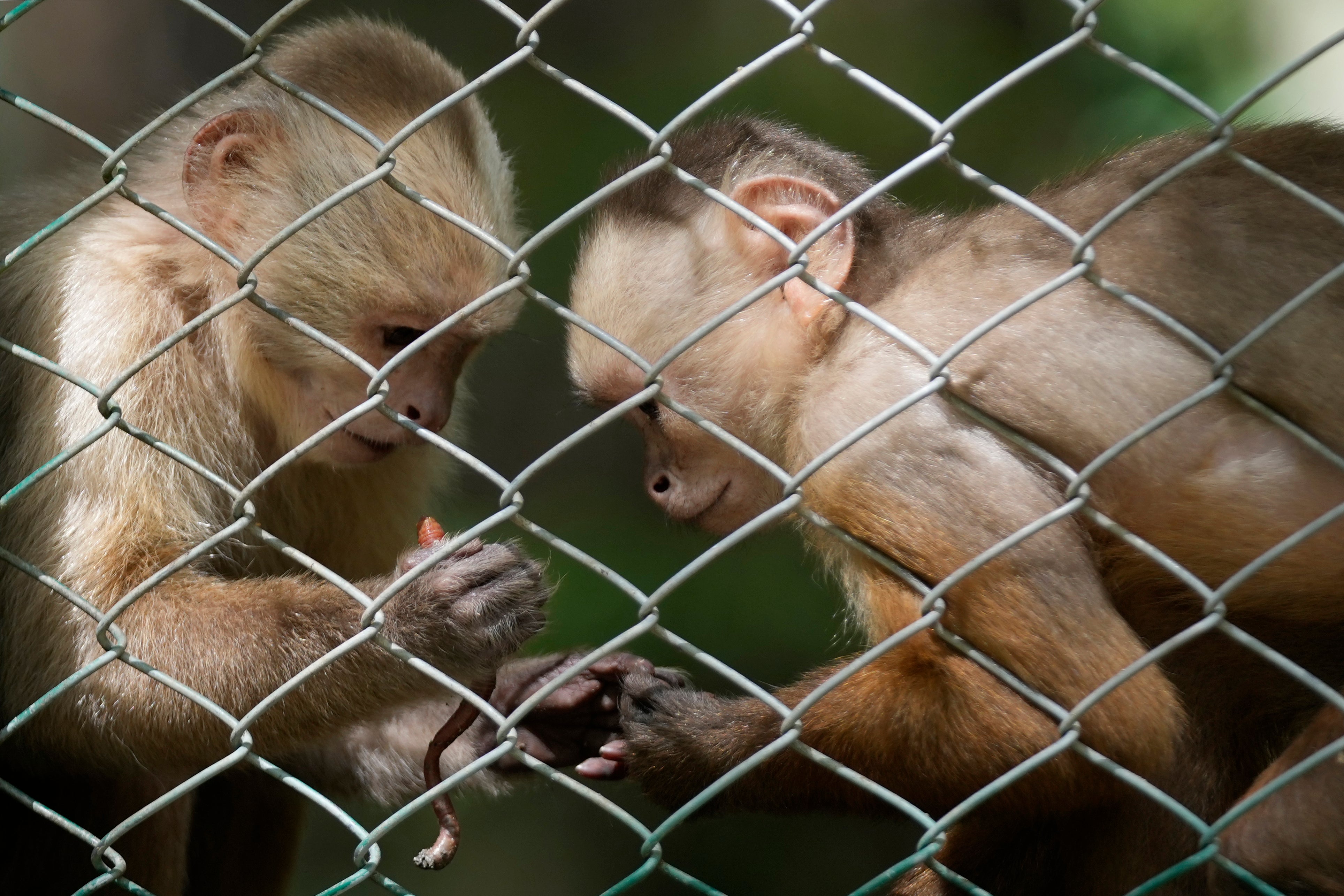 Un mono capuchino de cara blanca sostiene una lombriz de tierra en una reserva de vida silvestre en la comunidad rural Las Mercedes, en Tocaima, Colombia, miércoles 22 de mayo de 2024