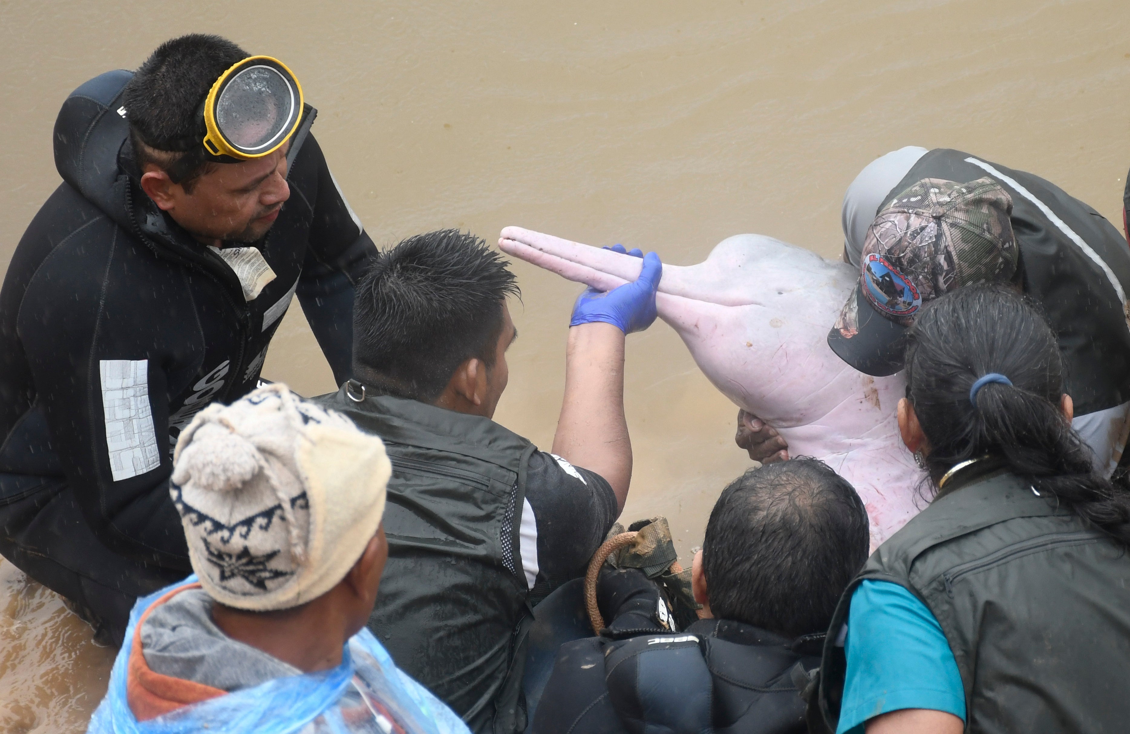 Rescatan a dos delfines rosados atrapados y los trasladan a su hábitat en la Amazonía de Bolivia