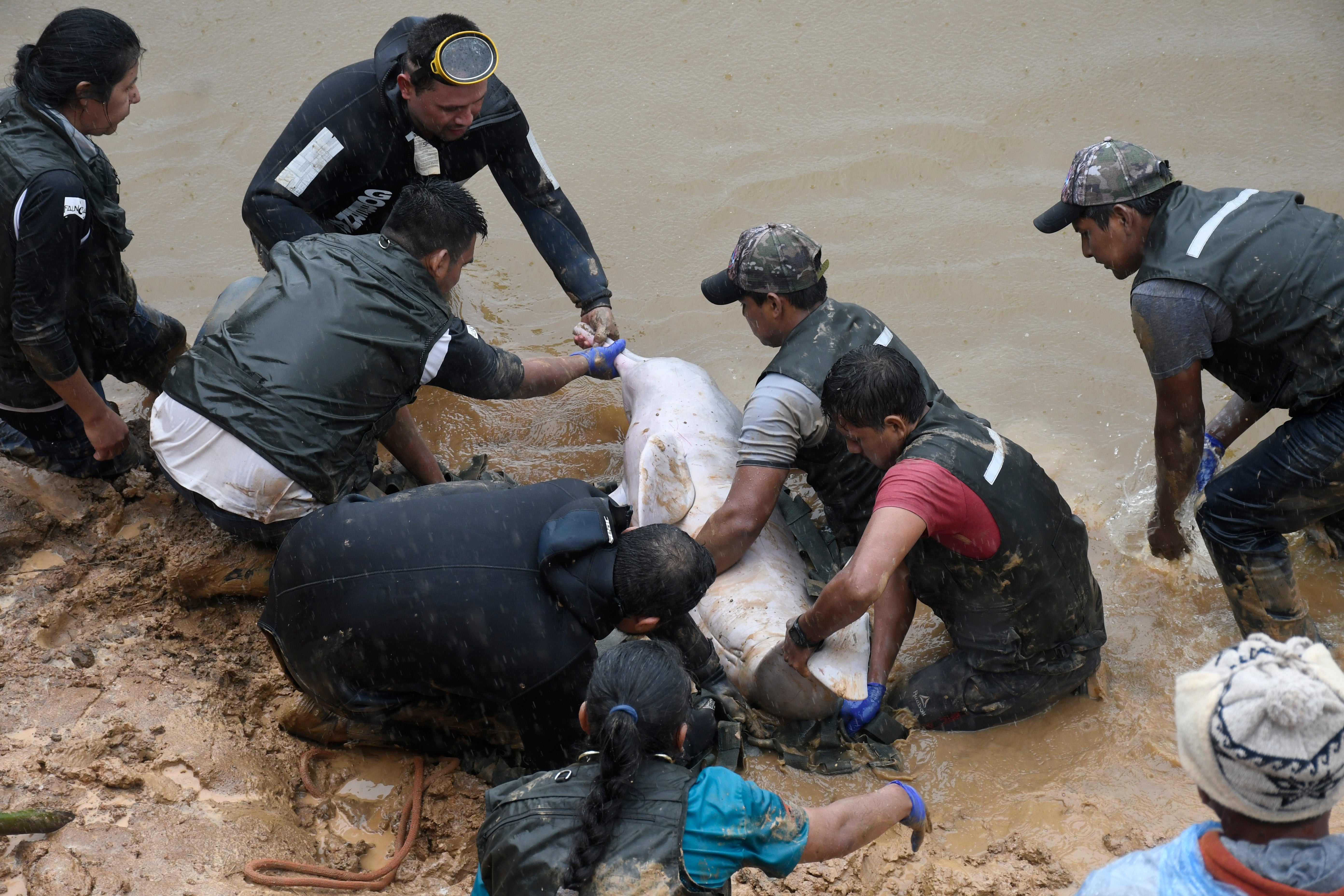 BOLIVIA-DELFINES ROSADOS
