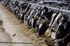 Detectan gripe aviar en carne de vaca lechera enferma pero USDA afirma que la carne es segura