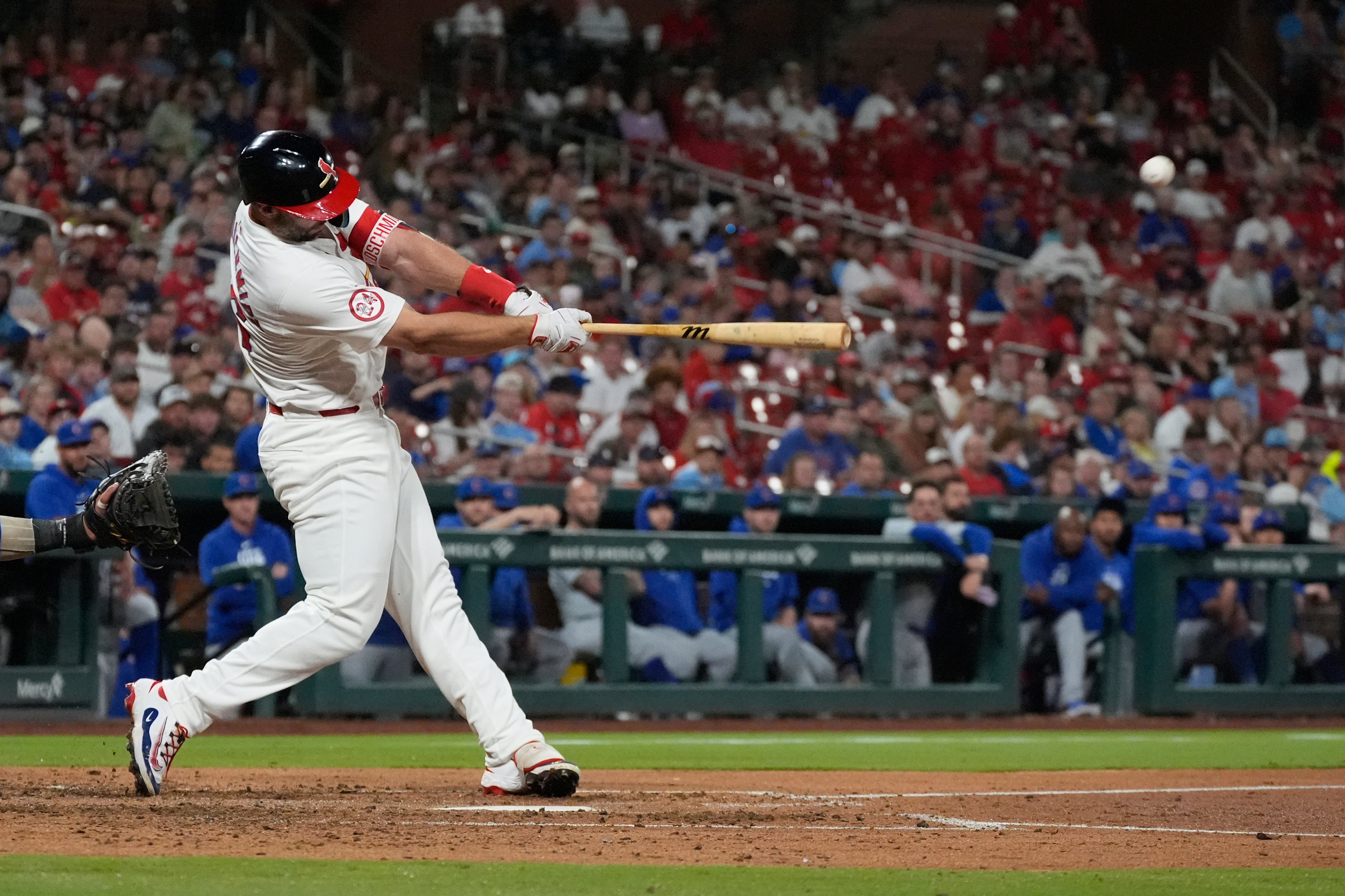 CACHORROS-CARDENALES