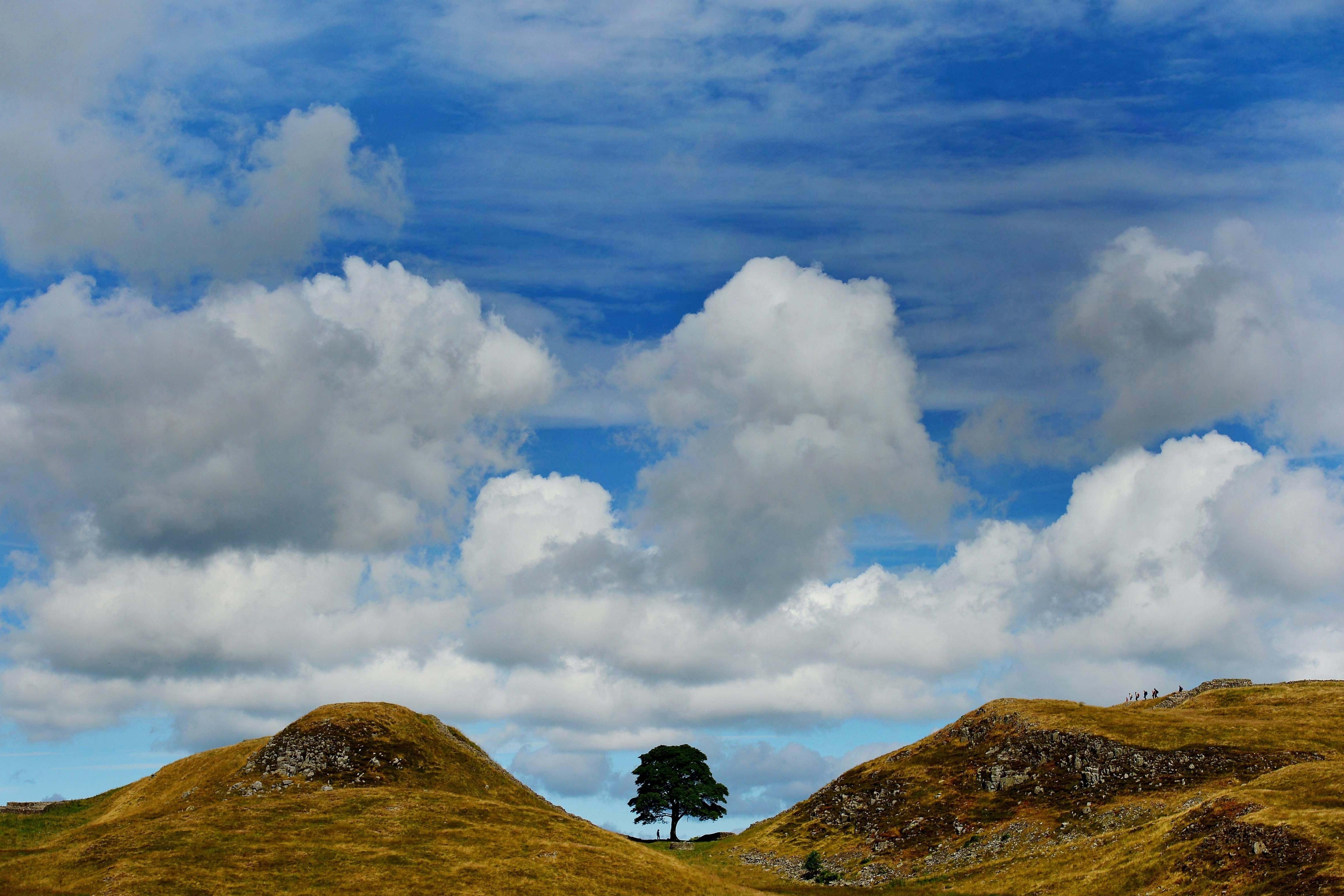 El árbol, que durante 200 años estuvo junto al Muro de Adriano en Northumberland, fue talado en septiembre del año pasado (Owen Humphreys/PA)