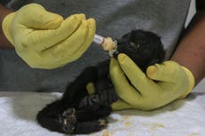 Otros dos estados del sur de México reportan muertes de monos aulladores a causa del calor