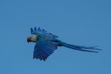 El cambio climático amenaza la recuperación del guacamayo de Spix de Brasil