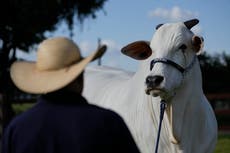 Es la vaca más cara del mundo y parte del plan de Brasil para poner carne en el plato de todos