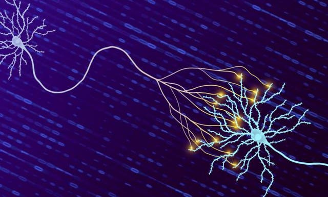 <p>El cerebro transmite señales a través de las sinapsis</p>