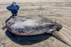 Raro ejemplar de pez luna aparece en la costa de Oregón y acapara la atención mundial.