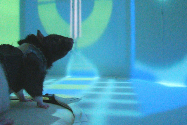 <p>Un grupo de científicos analizaron la actividad neuronal del cerebro de las ratas mientras recorrían un laberinto de realidad virtual</p>