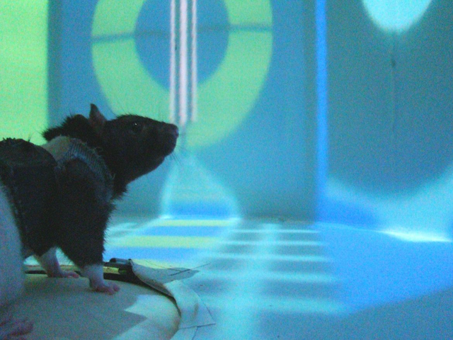 <p>Un grupo de científicos analizaron la actividad neuronal del cerebro de las ratas mientras recorrían un laberinto de realidad virtual</p>