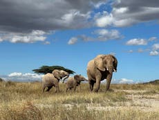 Estudio demuestra que elefantes africanos se llaman y responden a nombres individuales